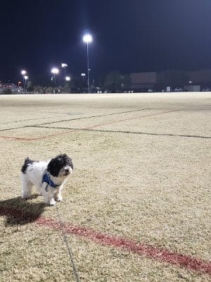 Dog Park at Crossroads