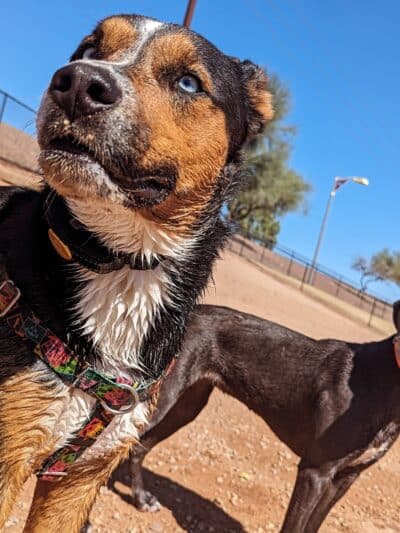 Cosmo Dog Park - Gilbert, AZ