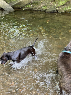 West Mill Creek Park