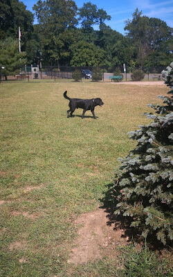 Dennis Brian Murray Dog Park