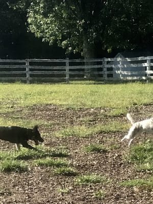 Bethel Dog Park