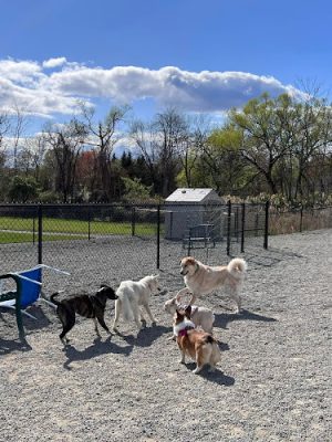 Glen Rock NJ Dog Park - Glen Rock, NJ