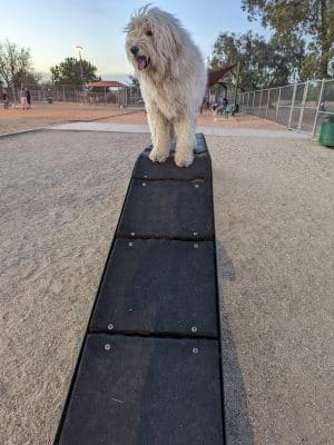 Foothills Dog Park