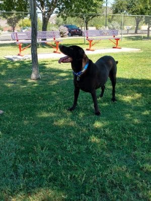 Foothills Dog Park