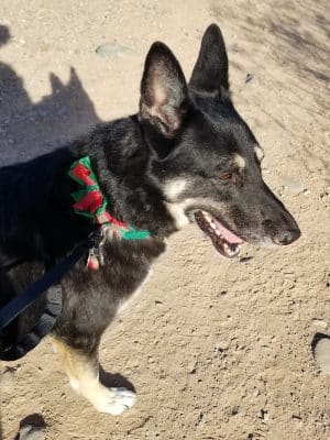 Foothills Dog Park
