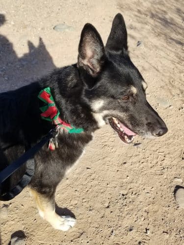 Foothills Dog Park