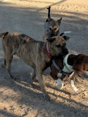 Foothills Dog Park