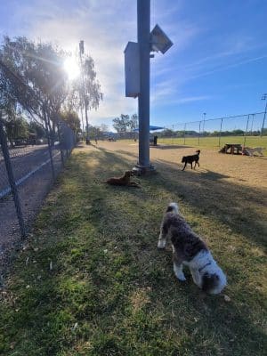 Foothills Dog Park