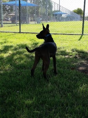 Foothills Dog Park