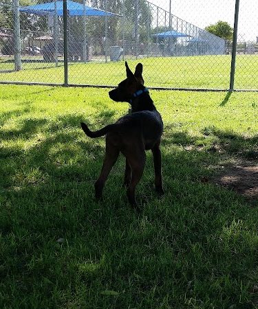 Foothills Dog Park