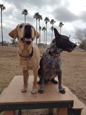 Sahuaro Ranch Dog Park