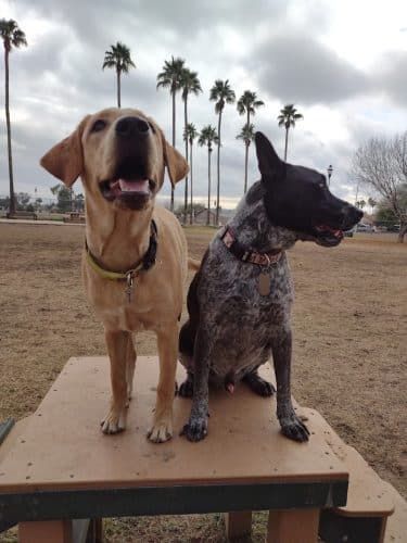 Sahuaro Ranch Dog Park