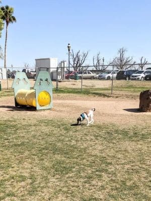 Sahuaro Ranch Dog Park