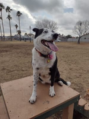 Sahuaro Ranch Dog Park