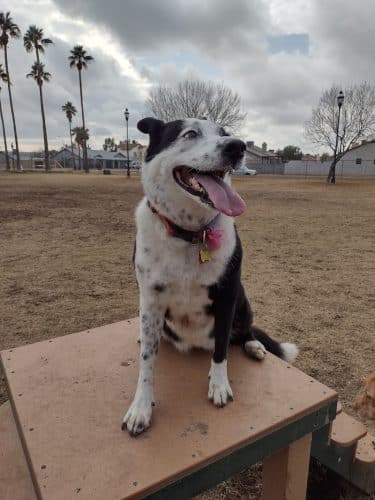 Sahuaro Ranch Dog Park