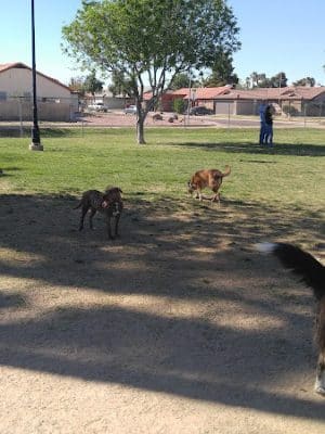 Sahuaro Ranch Dog Park