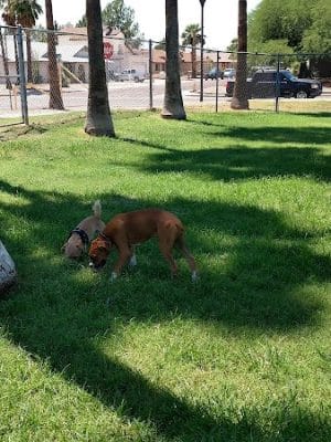 Sahuaro Ranch Dog Park