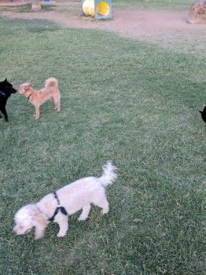 Sahuaro Ranch Dog Park