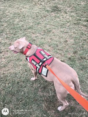 Sahuaro Ranch Dog Park
