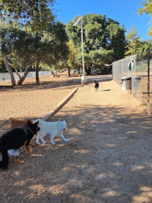 Crescenta Valley Dog Park