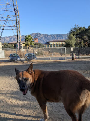 Griffith Park Dog Park