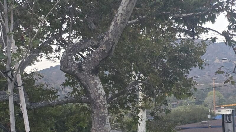 Verdugo Park - Glendale, CA