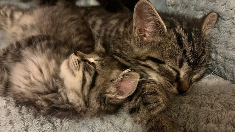 Gloucester-Mathews Humane Society - Gloucester, VA