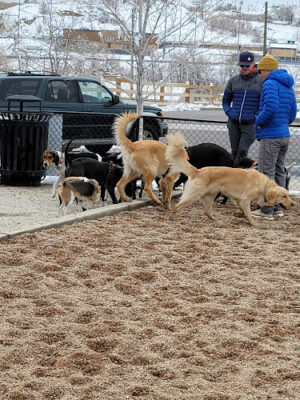 8th St Dog Park