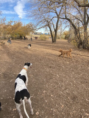 Dog Park, off-leash at Ulysses Park