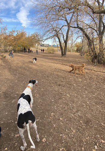 Dog Park, off-leash at Ulysses Park