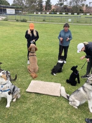 Goleta Valley Dog Club