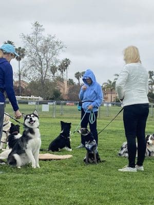 Goleta Valley Dog Club
