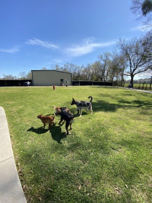 City Of Gonzales Dog Park