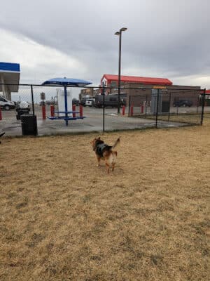 Prairie Dogs Dog Park
