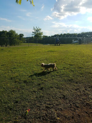 Fenway's Dog Park