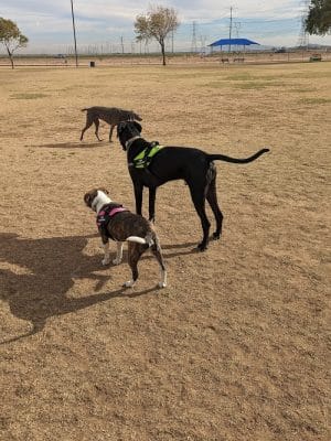 Roscoe, Goodyear, Dog Park