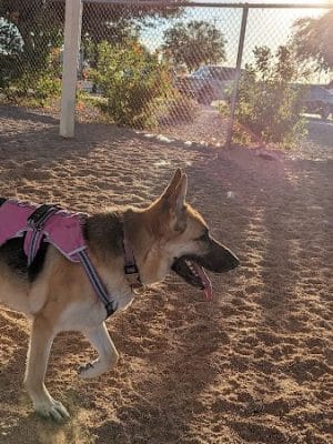 Roscoe, Goodyear, Dog Park