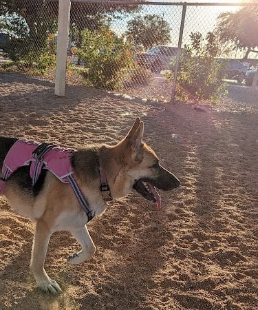 Roscoe, Goodyear, Dog Park