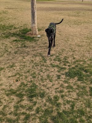 Roscoe, Goodyear, Dog Park