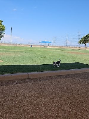 Roscoe, Goodyear, Dog Park