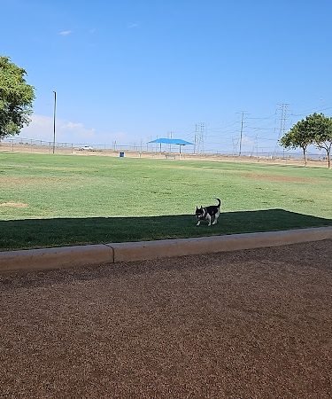 Roscoe, Goodyear, Dog Park