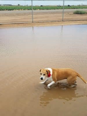 Roscoe, Goodyear, Dog Park
