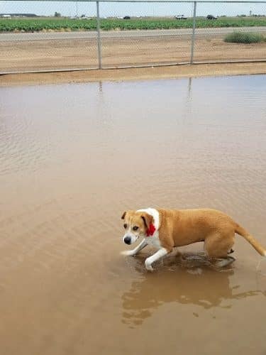 Roscoe, Goodyear, Dog Park
