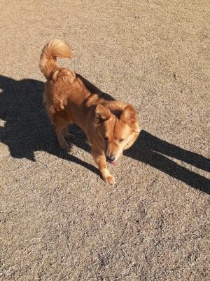 Roscoe, Goodyear, Dog Park