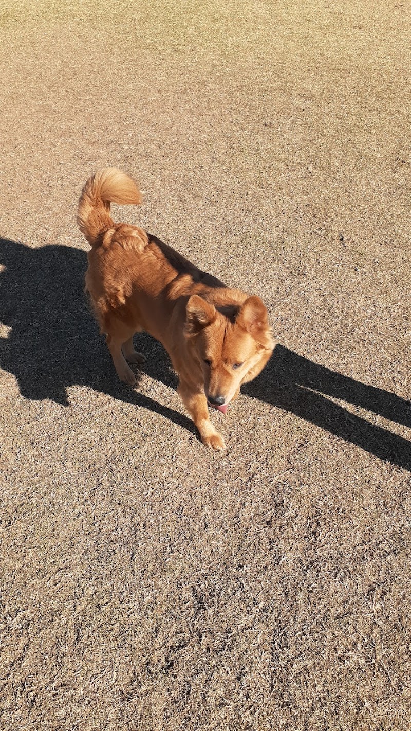 Roscoe, Goodyear, Dog Park - Goodyear, AZ