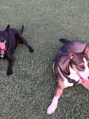 Roscoe, Goodyear, Dog Park