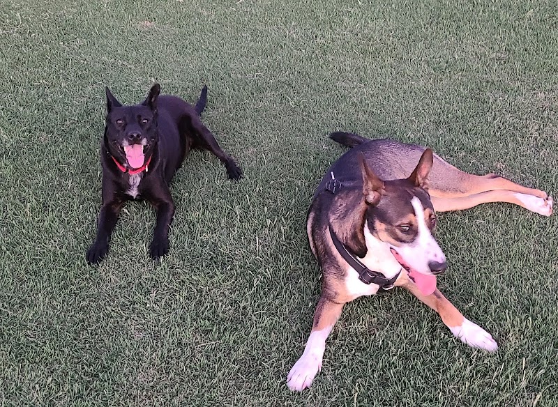 Roscoe, Goodyear, Dog Park - Goodyear, AZ