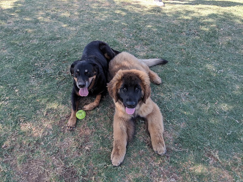 Roscoe, Goodyear, Dog Park - Goodyear, AZ