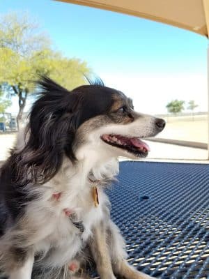 Roscoe, Goodyear, Dog Park