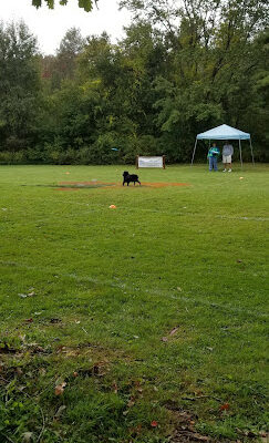 Canine Sports Center